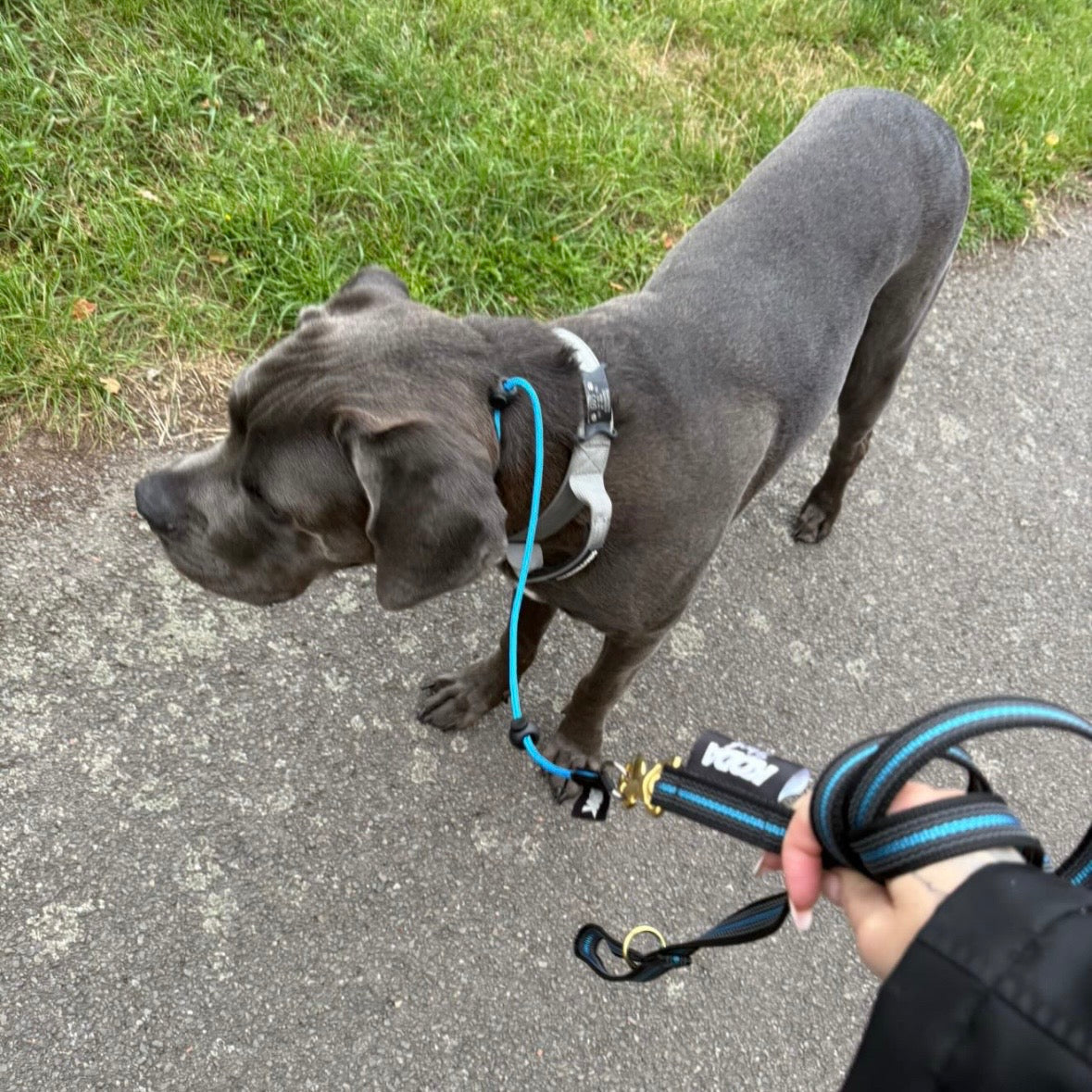 1.5m Rubberised Lead & Slip Collar Set – Durable Dog Training Set (Sky Blue)