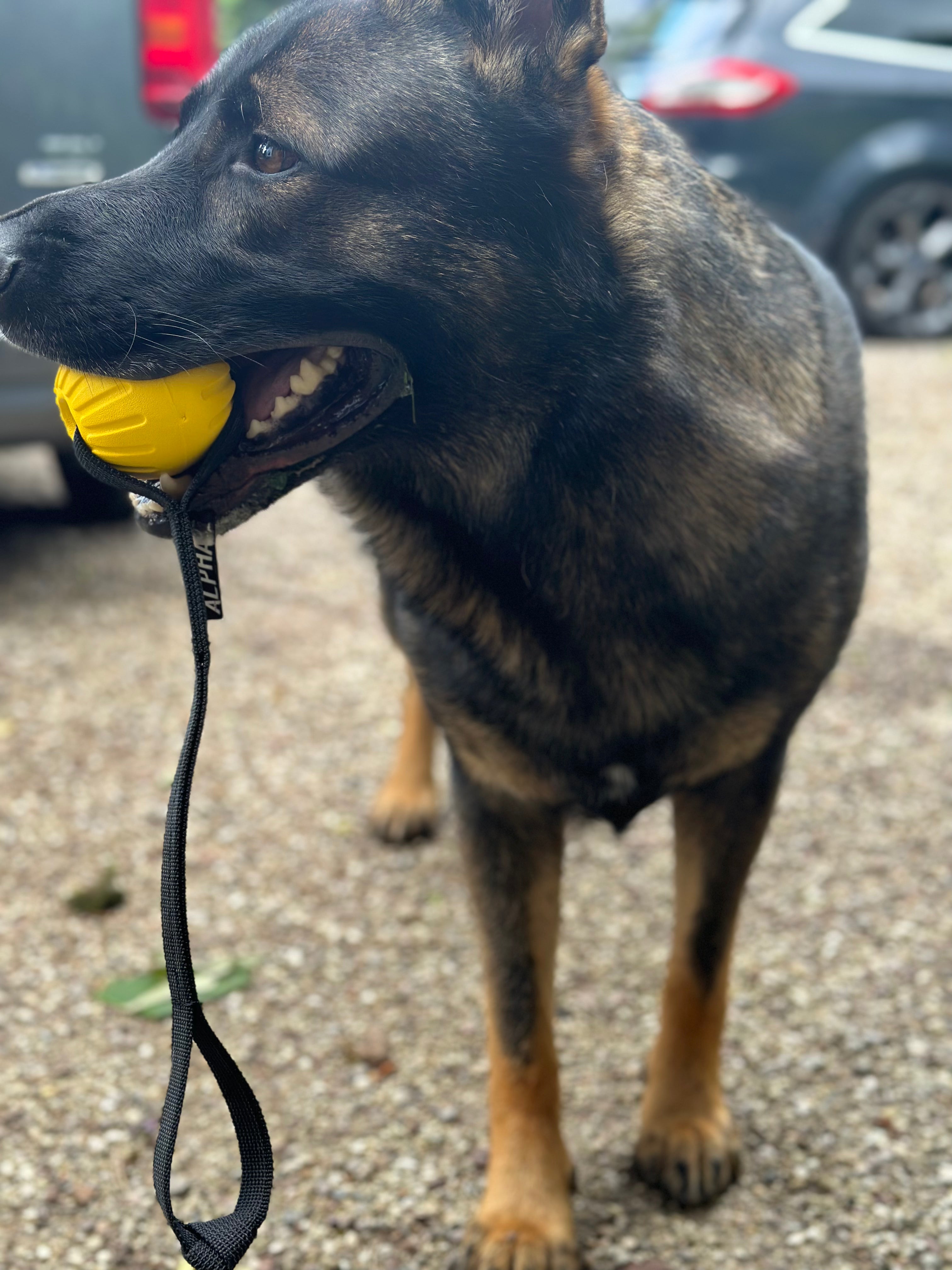 EVA Foam Dog Training Ball – Durable 7cm Ball with Tug Handle (Floats & Waterproof)