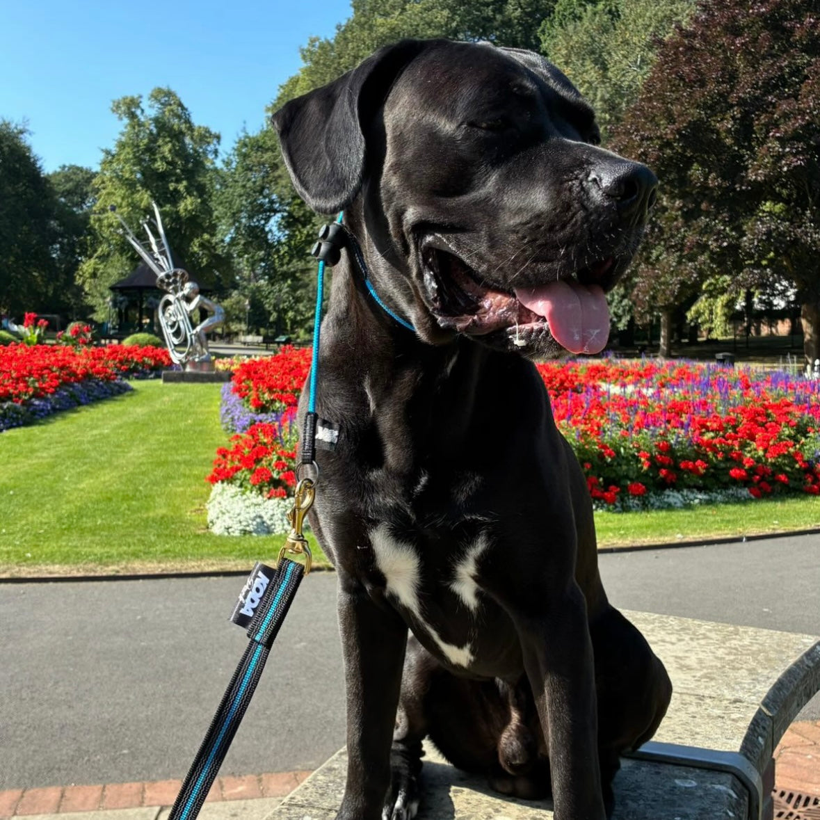 1.5m Rubberised Lead & Slip Collar Set – Durable Dog Training Set (Sky Blue)