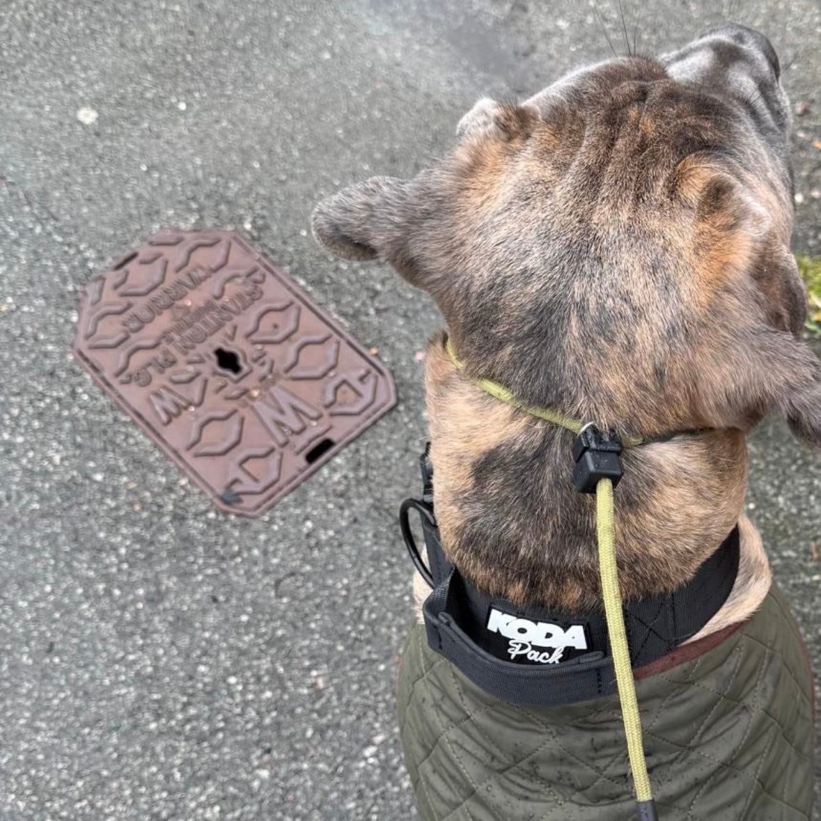 6mm Rope Slip Collar – Durable Training Collar for Dogs