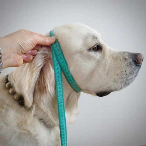 1.5m Rubberised Lead & Slip Collar Set – Durable Dog Training Set (Sky Blue)