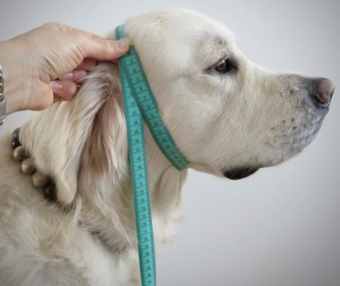 1.5m Rubberised Lead & Slip Collar Set – Durable Dog Training Set (Neon Orange)