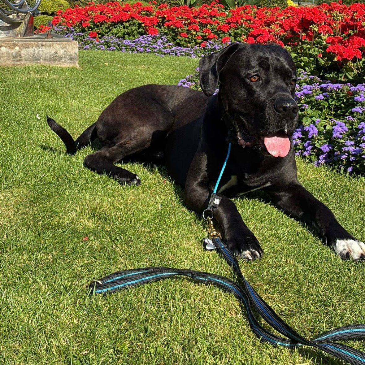 1.5m Rubberised Standard Lead – Durable Dog Lead with Handle (Black / Sky Blue)