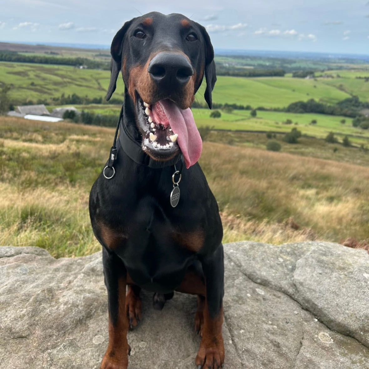 4mm Rope Slip Collar – Durable Training Collar for Dogs