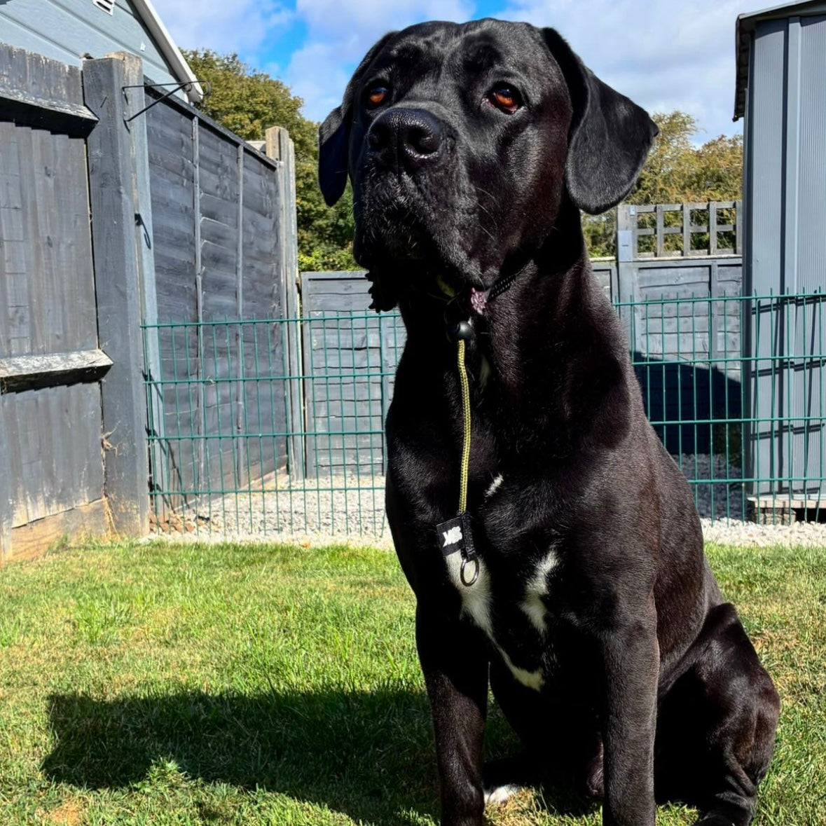 4mm Rope Slip Collar – Durable Training Collar for Dogs