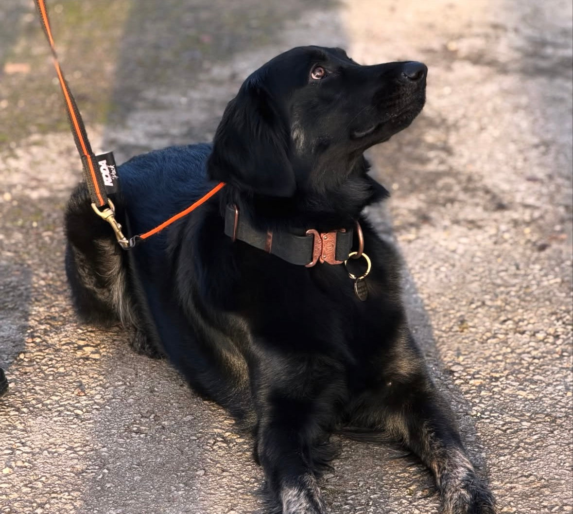 1.5m Rubberised Lead & Slip Collar Set – Durable Dog Training Set (Neon Orange)