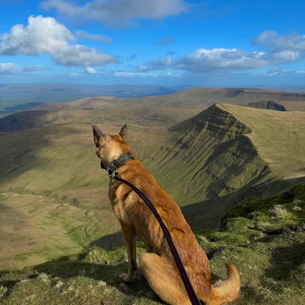 1.5 meter Rubberised Standard Lead - Black / Red
